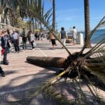 palm-trees-toppled-during-high-winds