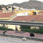 rincon-de-la-victoria-adopts-feral-cat-control-ethically