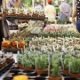 plant-heaven-in-benalmadena-for-the-19th-collectors’-plant-fair