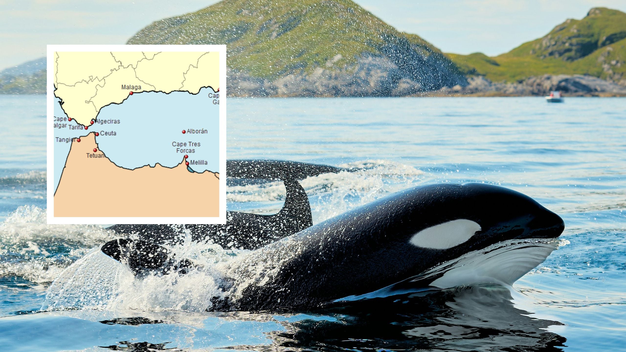 orca-encounters-in-the-strait-of-gibraltar-have-collapsed-by-80%