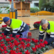 torrevieja-bursts-into-colour-as-citywide-planting-takes-full-bloom