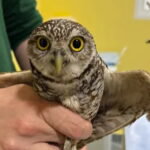 two-owls-rescued-in-murcia-after-accidentally-arriving-from-miami