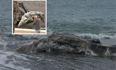 giant-10-metre-rotting-whale-carcass-washes-ashore-on-costa-del-sol
