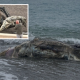 giant-10-metre-rotting-whale-carcass-washes-ashore-on-costa-del-sol