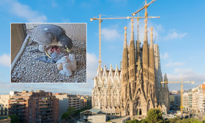 two-peregrine-falcon-chicks-hatch-on-top-of-sagrada-familia