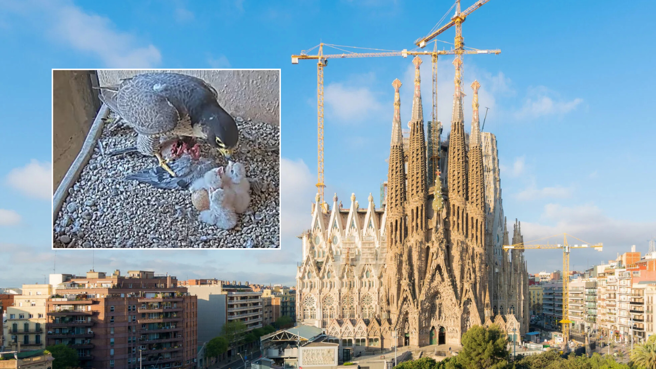 two-peregrine-falcon-chicks-hatch-on-top-of-sagrada-familia