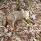 italian-authorities-investigate-mass-poisoning-after-10-wolves-found-dead
