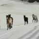 wild-horses-leave-skiers-open-mouthed-in-awe-on-the-slopes-of-sierra-nevada