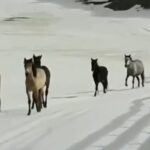 wild-horses-leave-skiers-open-mouthed-in-awe-on-the-slopes-of-sierra-nevada
