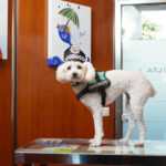 bendinat-veterinary-clinic