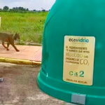 protected-iberian-lynx-at-centre-of-debate-over-feral-cats-deaths-in-spanish-village