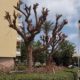torremolinos-residents-clash-over-trees
