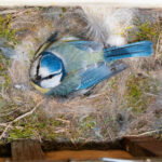polish-scientists-discover-birds-reusing-cigarette-butts-in-nests