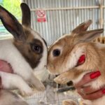 petting-zoo-and-family-festival-in-estepona