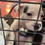 pet-owners-face-urgent-new-eu-rules-on-dog-and-cat-care