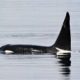 killer-whale-boat-attacks-are-back.