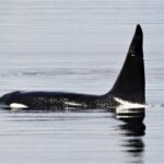 killer-whale-boat-attacks-are-back.