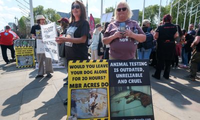 over-1,000-beagles-rescued-from-us-research-facility