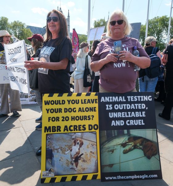 over-1,000-beagles-rescued-from-us-research-facility