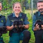 guardia-civil-seeks-families-in-spain-to-foster-future-police-dogs