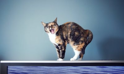 why-is-your-cat-fascinated-by-screens?-the-key-is-movement