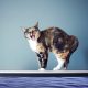 why-is-your-cat-fascinated-by-screens?-the-key-is-movement
