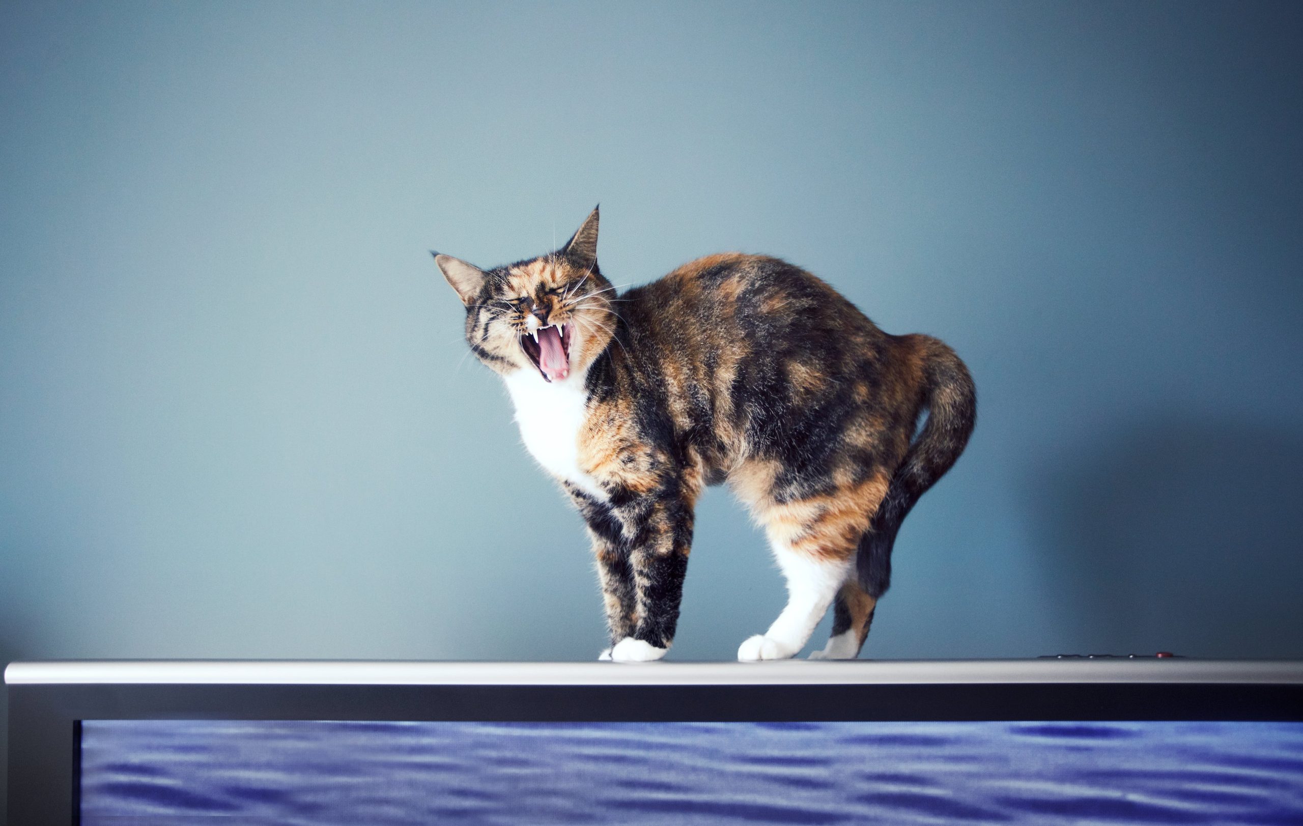 why-is-your-cat-fascinated-by-screens?-the-key-is-movement