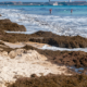 spain’s-southern-beaches-prepare-to-receive-56,500-tonnes-of-invasive-brown-algae