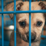 spain-takes-historic-step-with-e4-million-animal-welfare-fund-for-shelters-and-cat-colonies