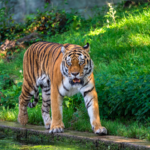tiger-shot-dead-in-germany-after-escaping-and-attacking-a-73-year-old-man