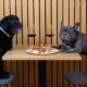 dog-turned-away-at-a-bar-in-spain?