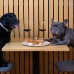 dog-turned-away-at-a-bar-in-spain?