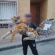 murcia-police-rush-to-rooftop-after-”dangerous-wild-animal”-reports-in-residential-area