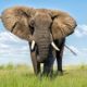 portugal’s-last-circus-elephant-re-homed