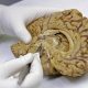 blood-test-can-detect-early-symptoms,-10-years-before-onset-of-alzheimer’s
