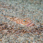 beachgoers-face-painful-sting-risk-as-venomous-fish-spreads-across-spain