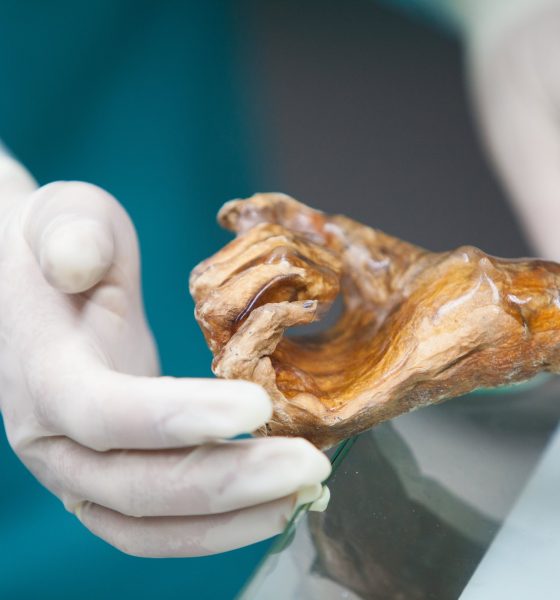 the-microbes-of-otzi-the-iceman-awaken-thousands-of-years-after-his-death
