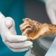 the-microbes-of-otzi-the-iceman-awaken-thousands-of-years-after-his-death
