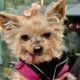 enter-truffle’s-world-–-pet-sitters-delight-in-it!
