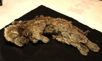 the-cave-lion-wasn’t-a-lion:-dna-reveals-a-species-with-nearly-two-million-years-of-its-own-history
