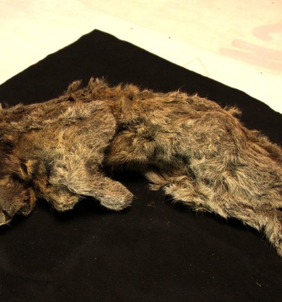 the-cave-lion-wasn’t-a-lion:-dna-reveals-a-species-with-nearly-two-million-years-of-its-own-history