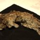 the-cave-lion-wasn’t-a-lion:-dna-reveals-a-species-with-nearly-two-million-years-of-its-own-history