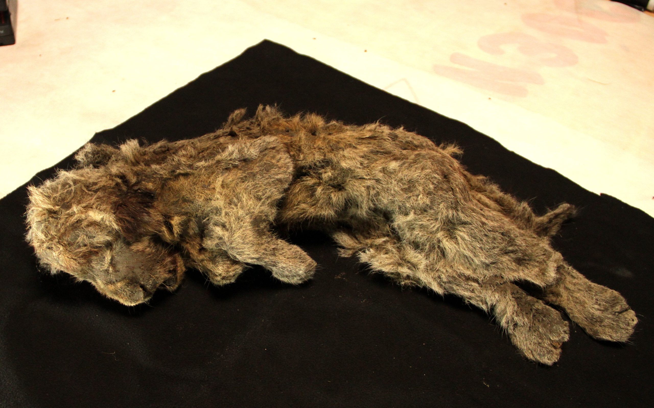 the-cave-lion-wasn’t-a-lion:-dna-reveals-a-species-with-nearly-two-million-years-of-its-own-history