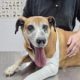 murcia-golf-society-raises-vital-funds-for-rescue-dog’s-life-changing-surgery