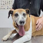 murcia-golf-society-raises-vital-funds-for-rescue-dog’s-life-changing-surgery