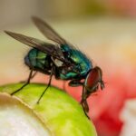1-minute-bottle-trick-for-clearing-of-flies