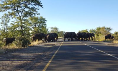 hungry-elephants-displaced-by-the-climate-crisis-with-farmers-for-food-in-zambia:-‘they-ate-the-maize-the-whole-night’