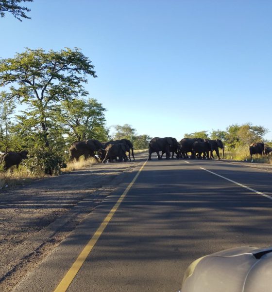 hungry-elephants-displaced-by-the-climate-crisis-with-farmers-for-food-in-zambia:-‘they-ate-the-maize-the-whole-night’