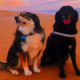 spain-has-15-million-pets-—-but-hundreds-of-thousands-are-still-being-abandoned-each-year