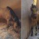 search.-launches-urgent-campaign-to-save-injured-horse-flamenca